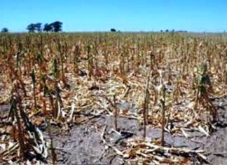 Preocupa a productores la ausencia de lluvias