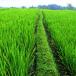 p2 – La siembra de arroz sería la más baja en 20 años