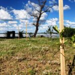p3 plantación de árboles (2)