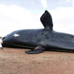 p8 Ballenas Chubut