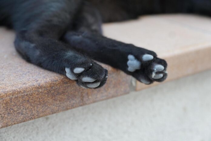 paws-of-a-black-cat-free-photo