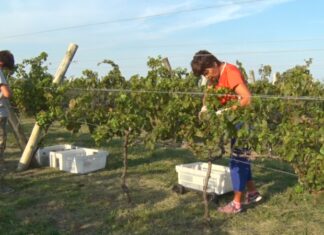 Nueva edición de “Entre Ríos, Entre Viñas”. Realizan encuentro vitícola