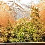 Pagina 7 En allanamiento por robo hallan vivero de marihuana