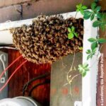 enjambres de abejas en las zonas urbanas.