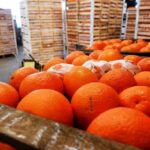 p2 – Destacan la apertura de la exportación