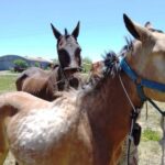 p5 rescate de caballos1