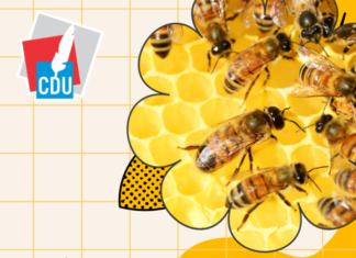 Cooperativa retira enjambres de abejas