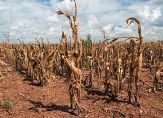 Senadores de Juntos por el Cambio piden emergencia agropecuaria