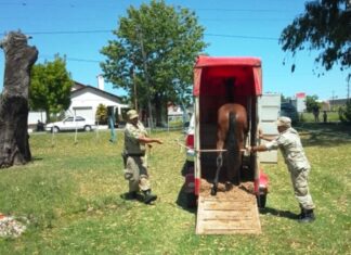 Otro caballo suelto fue retirado de la calle