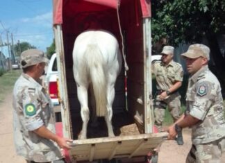 Prosigue el rescate de caballos sueltos en la vía pública