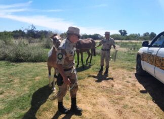Otros dos caballos fueron trasladados al refugio animal