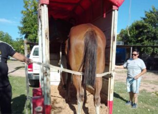 Ya son 140 los caballos rescatados de la vía pública