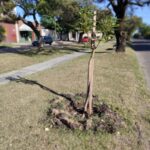 Arbolado en Bv. Los Constituyentes (2)