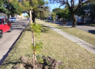 Ya se plantaron más de mil árboles en la ciudad