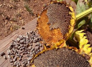 Datos curiosos: ¿De dónde salen las semillas de girasol?