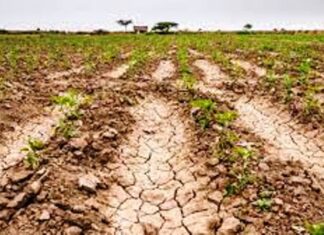 El agro atraviesa por una de las campañas más críticas