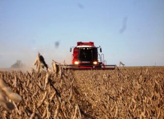 Se sufre la peor pérdida de soja en 60 años