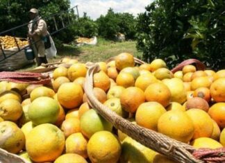 PRODUCCIÓN CITRÍCOLA. Informalidad de cosecheros beneficia a los súper