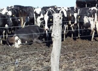 Llaman a las organizaciones de las industrias lácteas