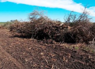 TALA ILEGAL. Se perdieron 4.000 hectáreas en un año y medio