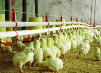 El INTA lanza un curso de posgrado en avicultura