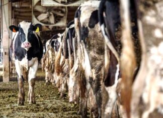 Se frenó el crecimiento de la producción de leche