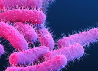 Bacteria Shigella: La palabra de Pablo Lombardi