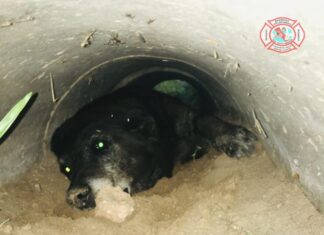 Recataron a una perrita que estaba atrapada en un tubo de cemento