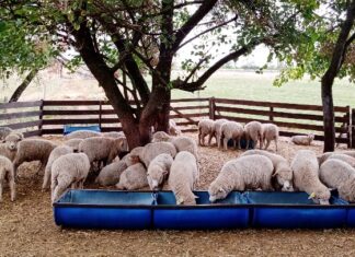 Las ovejas robadas al INTA están bajo experimentos