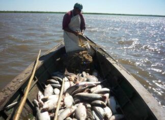 SANTA FE. Sábalos con agrotóxicos récord en el mundo