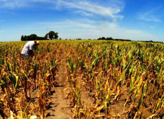 Más campos afectados por la sequía en Entre Ríos