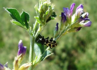 INTA. Siete de oro: qué es y qué hacer con el ganado