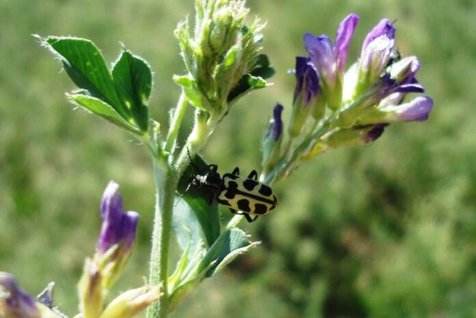p2 - Siete de oro qué es y qué hacer con el ganado