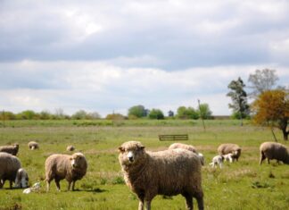 El robo de ovinos en la Experimental del INTA complica el seguimiento de una investigación