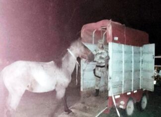 Retiraron a un nuevo caballo suelto de la vía pública