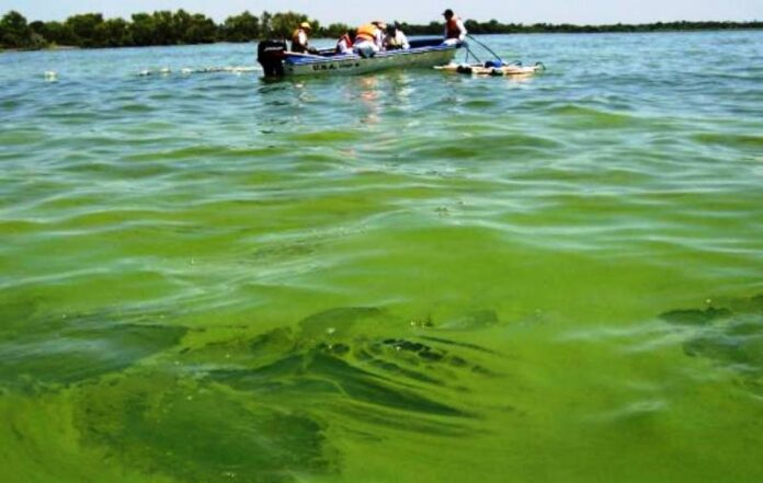 p5 caru - cianobacterias 2