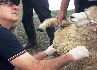 Mejoró la sanidad del rodeo y su desarrollo
