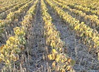 Sequía: Advierten que es crítica la situación del cultivo de soja en Entre Ríos