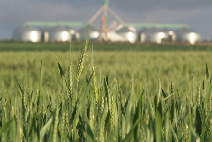 Las lluvias trajeron alivio al campo entrerriano