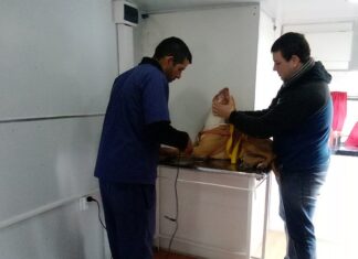 Detallaron que en 2022 se superó el doble de castraciones que en 2021