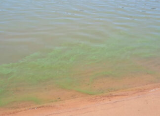 Río uruguay. Advierten por la aparición de cianobacterias