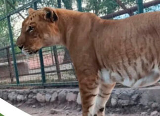 Trasladarán 19 grandes felinos y una osa a un santuario animal de Entre Ríos