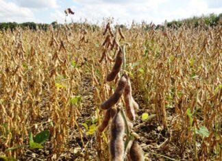 Las pérdidas serían de 294 millones de dólares