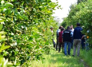 Producción. Apoyo del sector citrícola contra HLB