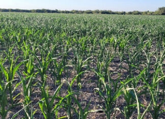 Califican de “devastador” el impacto de la sequía
