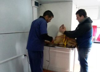 Continúa la atención para los animales en el SUM de La Higuera