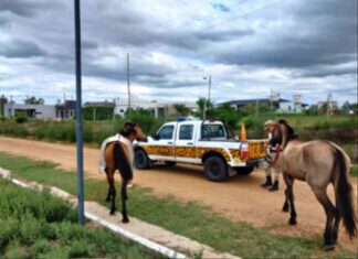 Otro caballo suelto fue trasladado al refugio