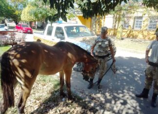 Ya son 158 los caballos enviados al refugio