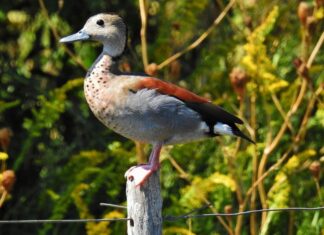 Exigen suspender por 5 años la caza de especies autóctonas