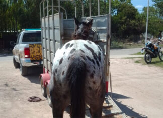 Otro caballo suelto fue llevado hasta Tekove Mymba